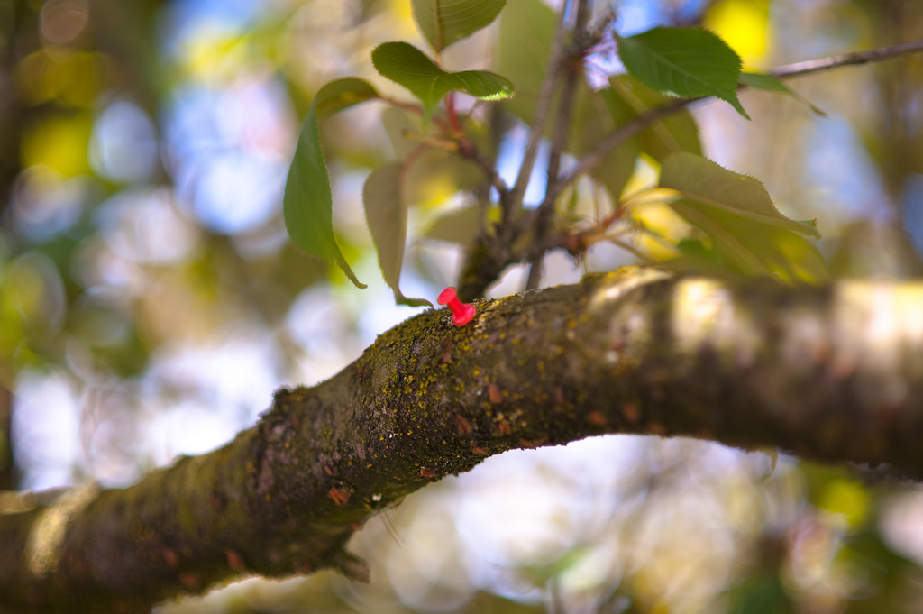 Thumbtack on a branch tree. The picture is called Thumbtack by Christian Bucad available at https://flic.kr/p/7XiB1R under CC-BY-NC-ND.